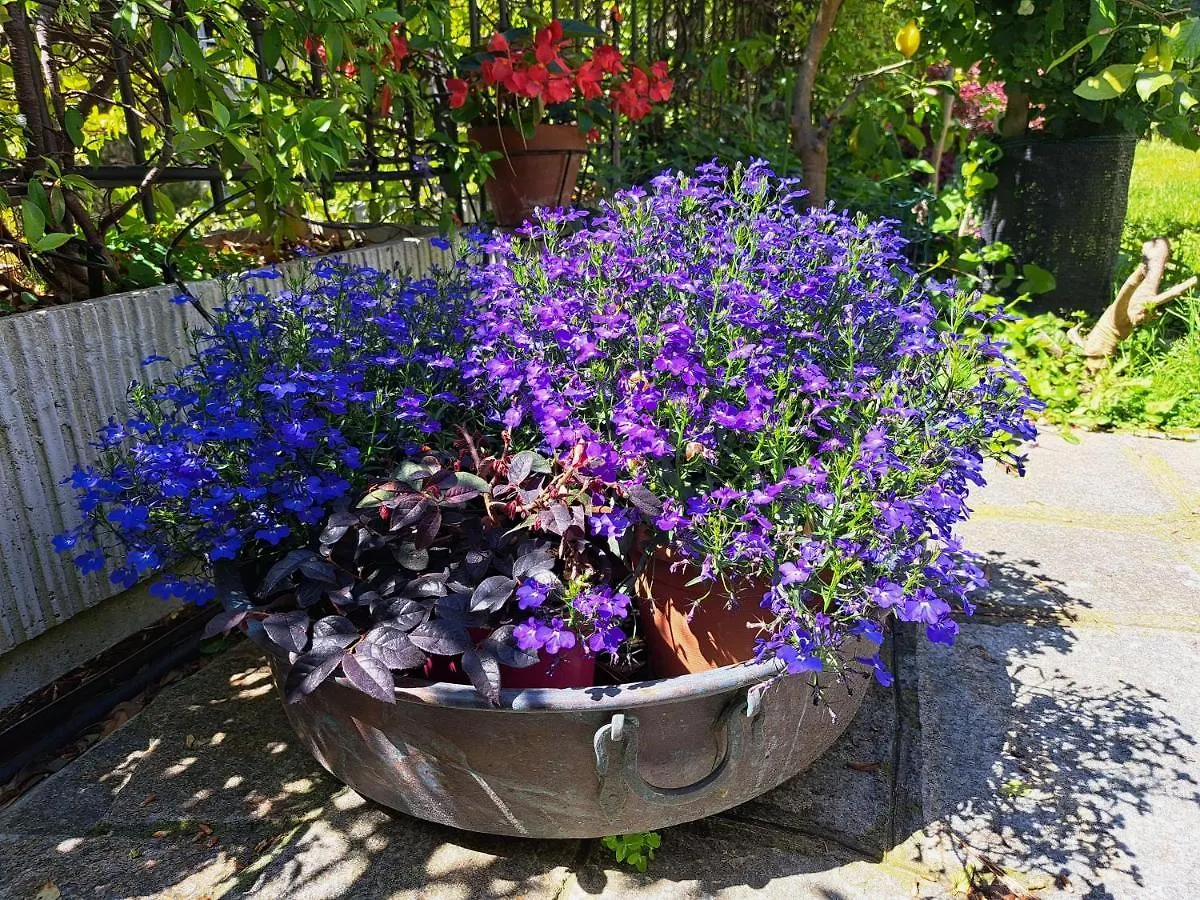 Comodo Con Giardino E Patio Sanremo