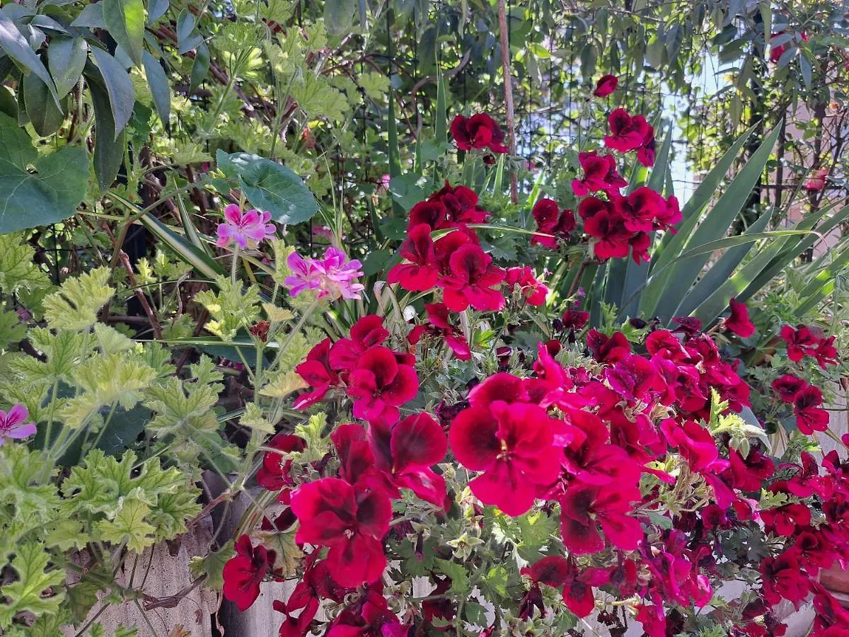 Comodo Con Giardino E Patio Sanremo Italy