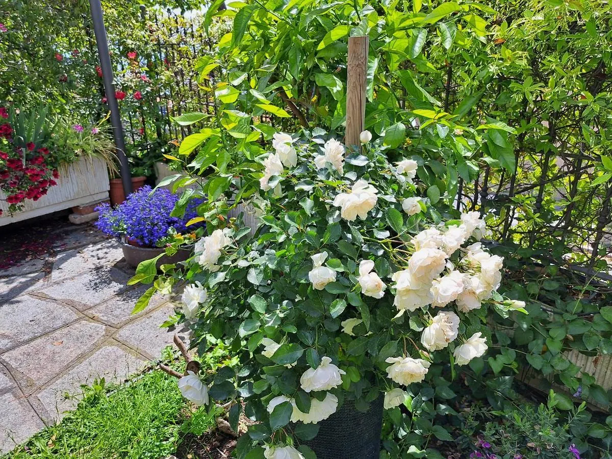 Comodo Con Giardino E Patio Sanremo 0*,  Italy
